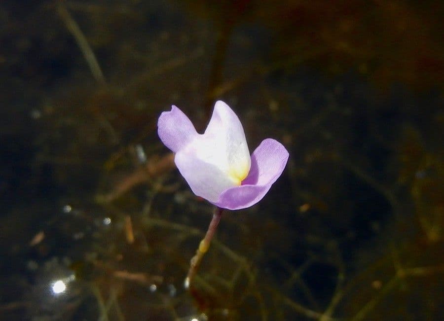Utricularia purpurea orientale 5