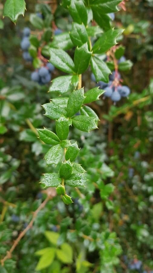 Berberis de Darwin 17