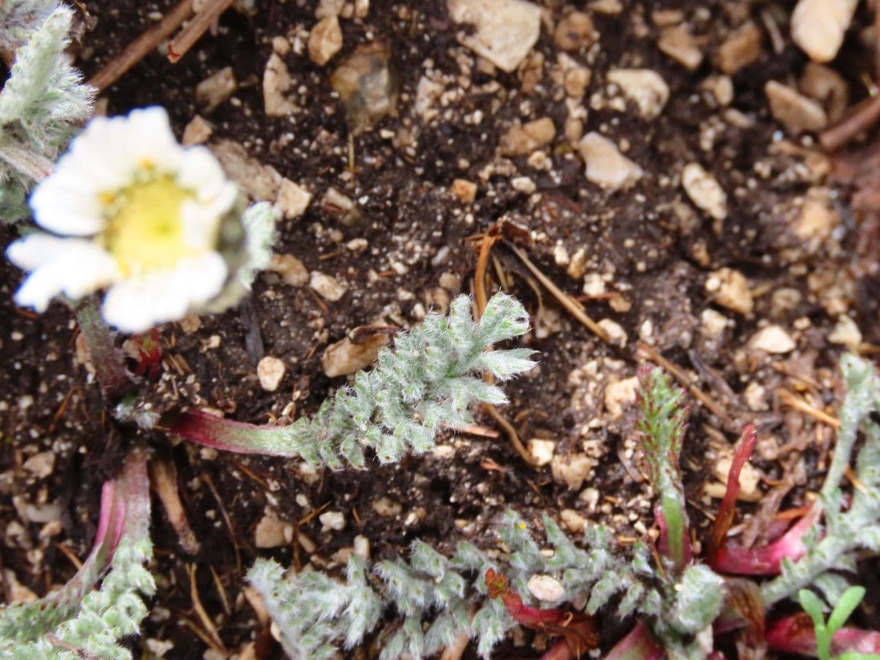 Achillea 9