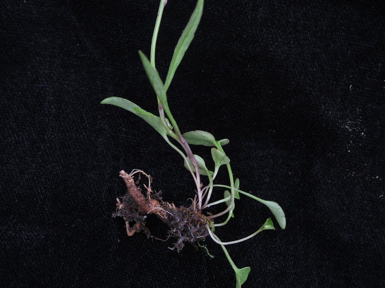 Campanula 6