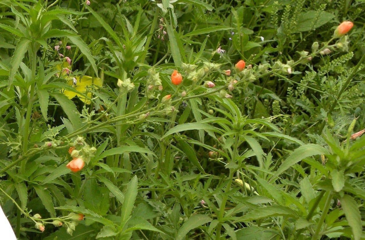 Sphaeralcea 4