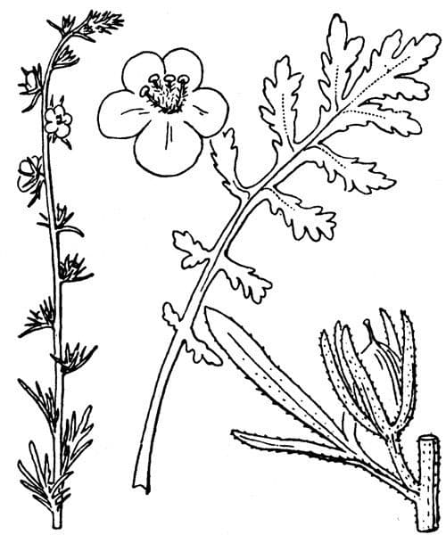 Verbasco orientale 5