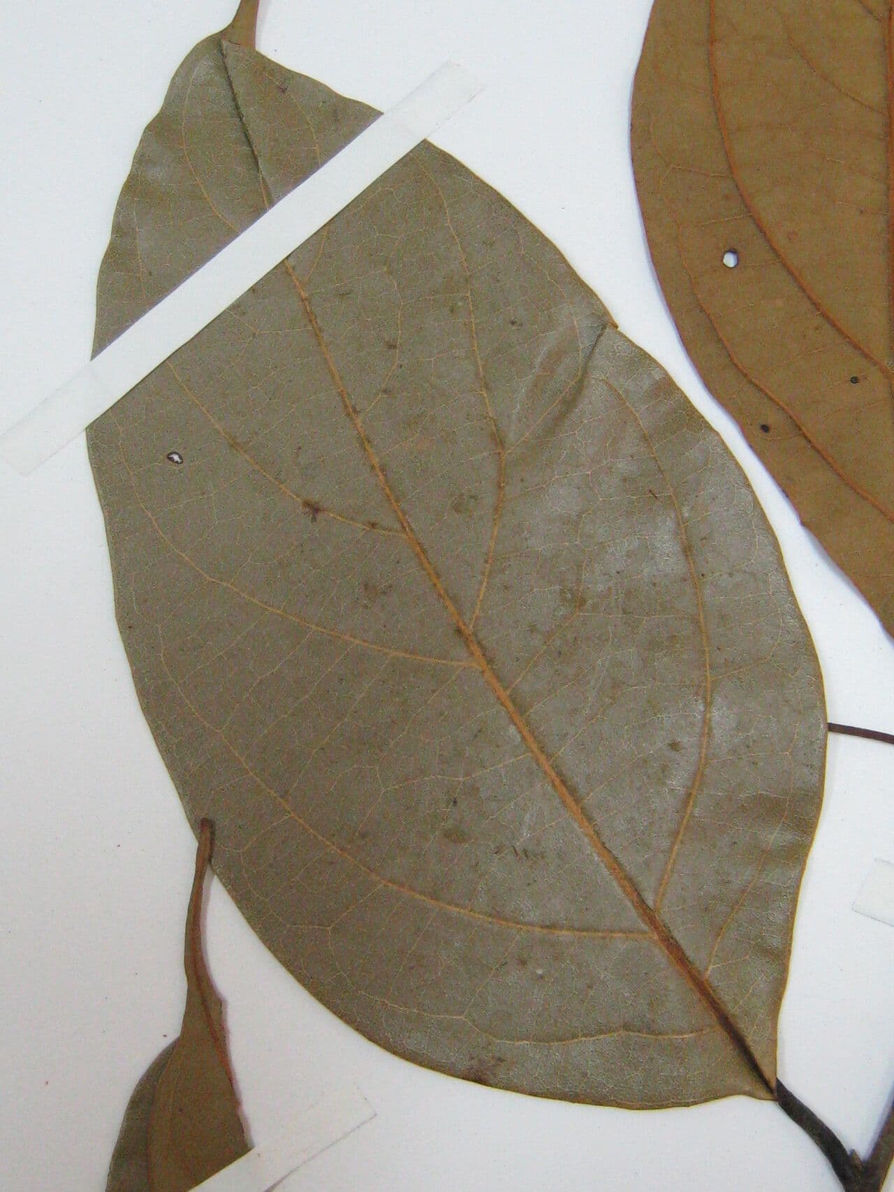 Ocotea 10