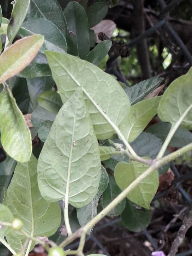 Dulcamara 18