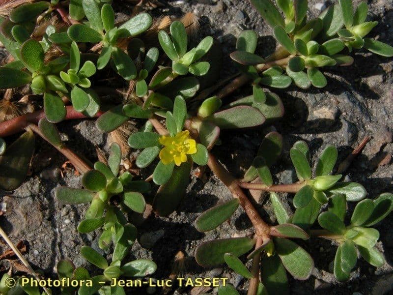 Portulaca 4