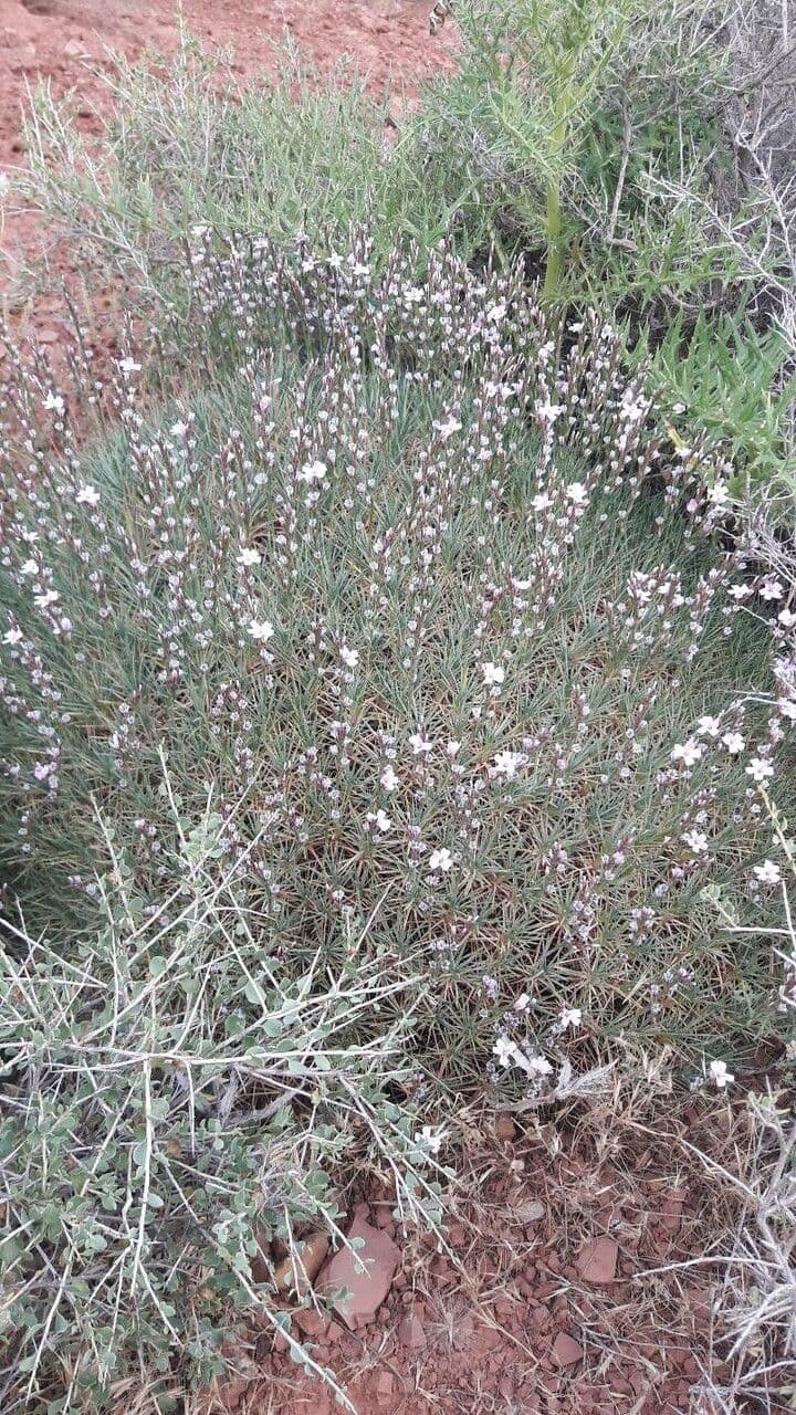 Acantholimon 17