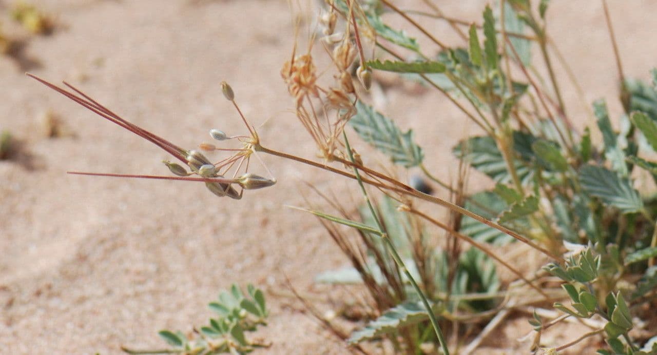 Monsonia 14