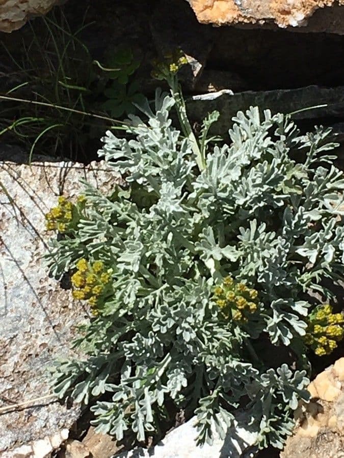 Senecio grigio 11