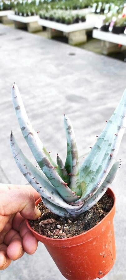 Aloe claviflora 5
