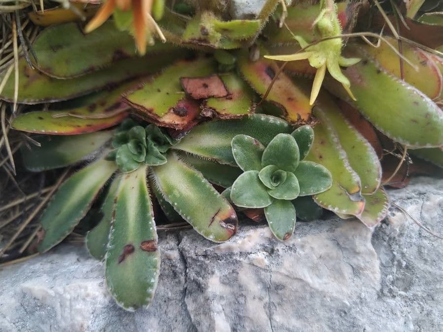Sassifraga mutata 12