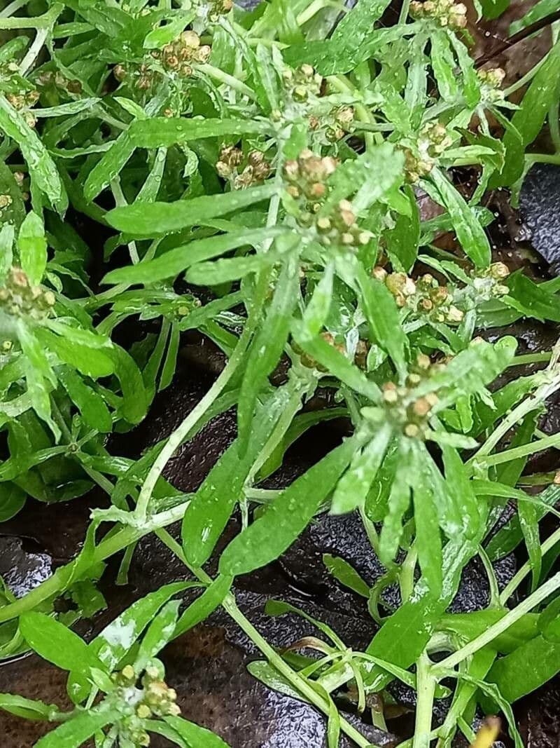 Gnaphalium 20