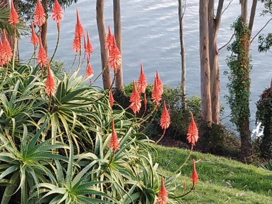 Baum-Aloe 13