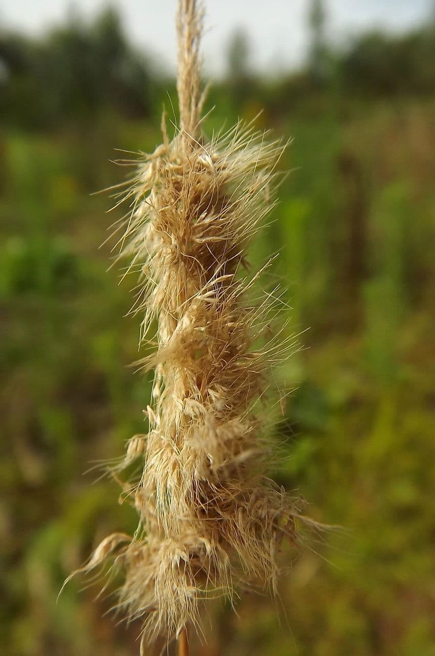 Bürstengras 19