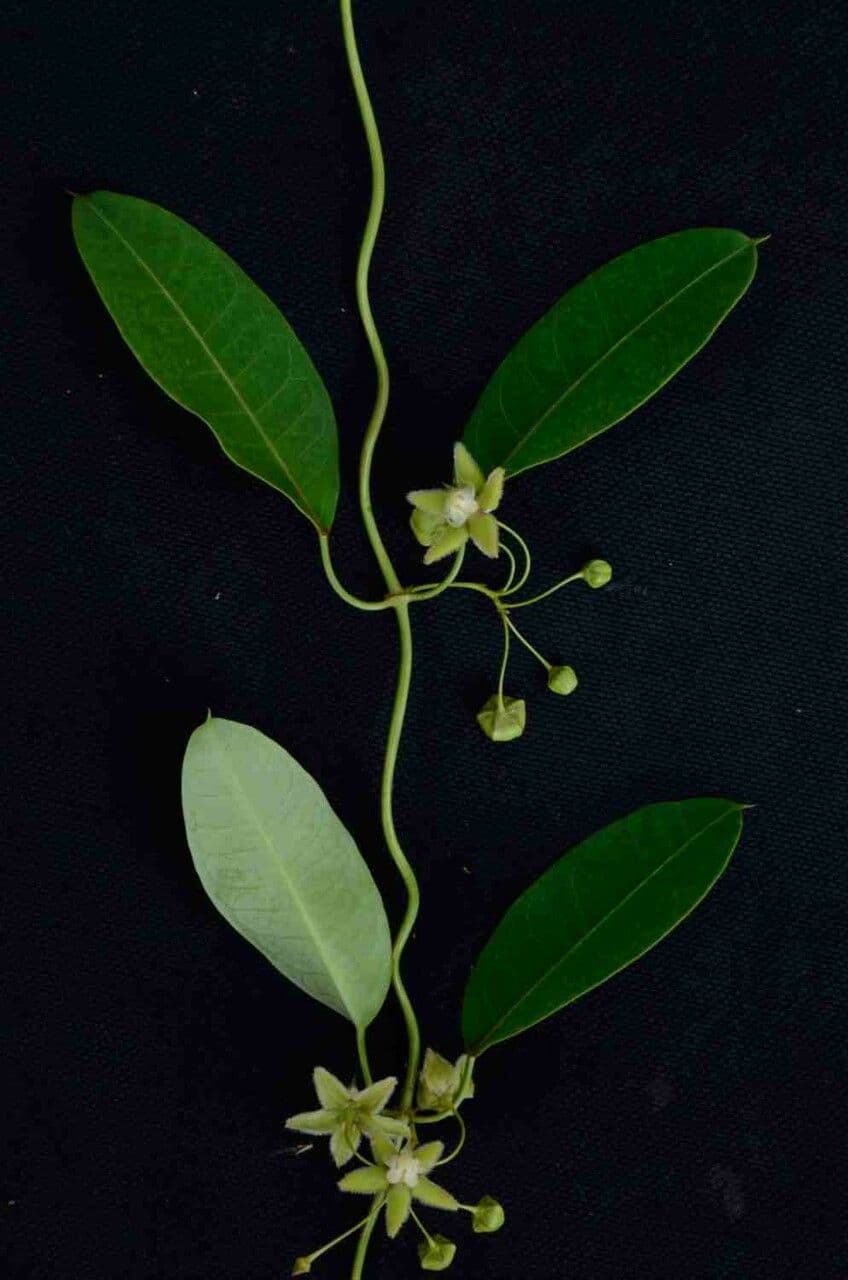 Blepharodon bicuspidatum 8