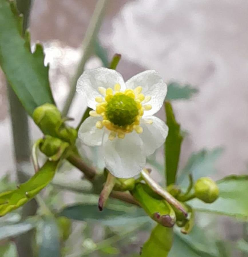 Ranuncolo 3