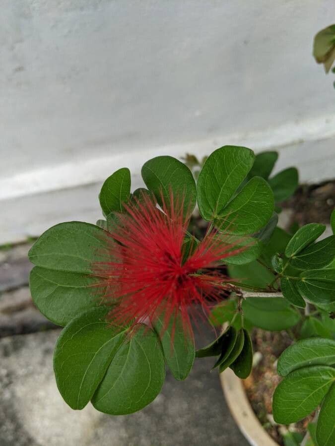 Calliandra 24