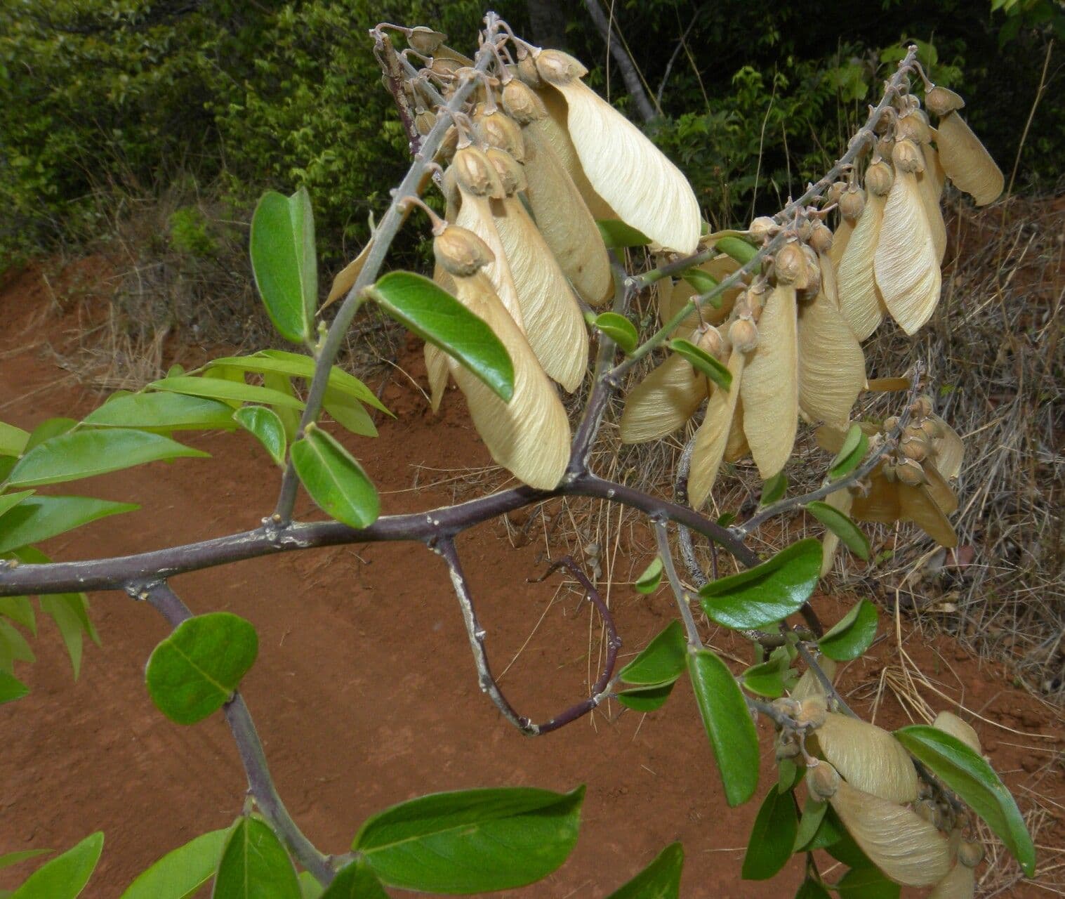 Securidaca 5
