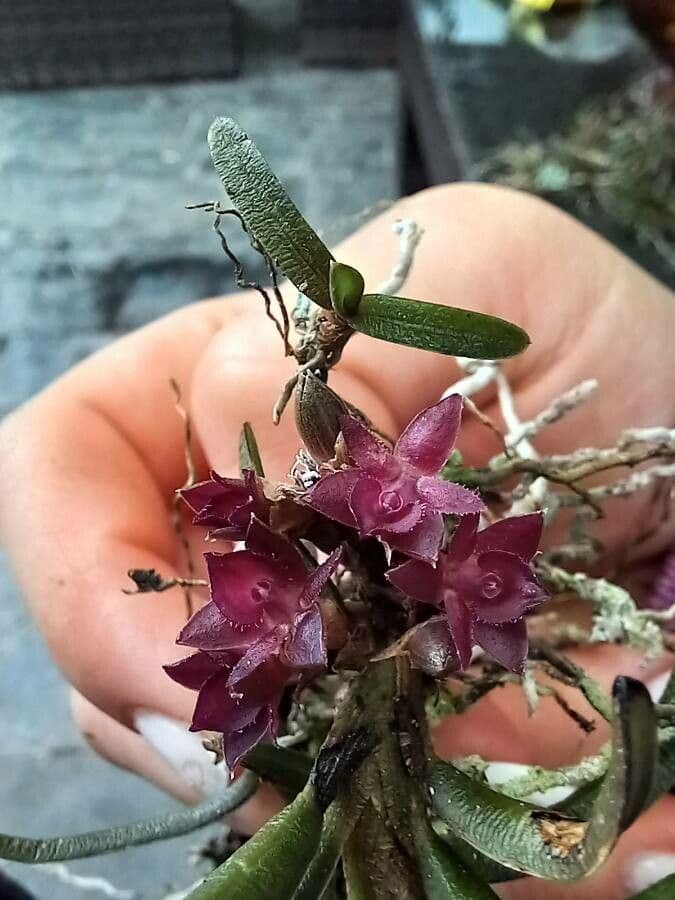 Epidendrum 4