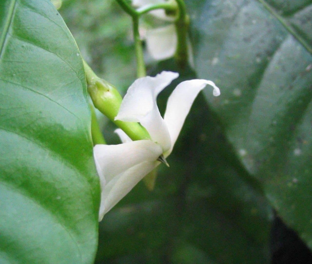 Mandelblättrige Tabernaemontana 7