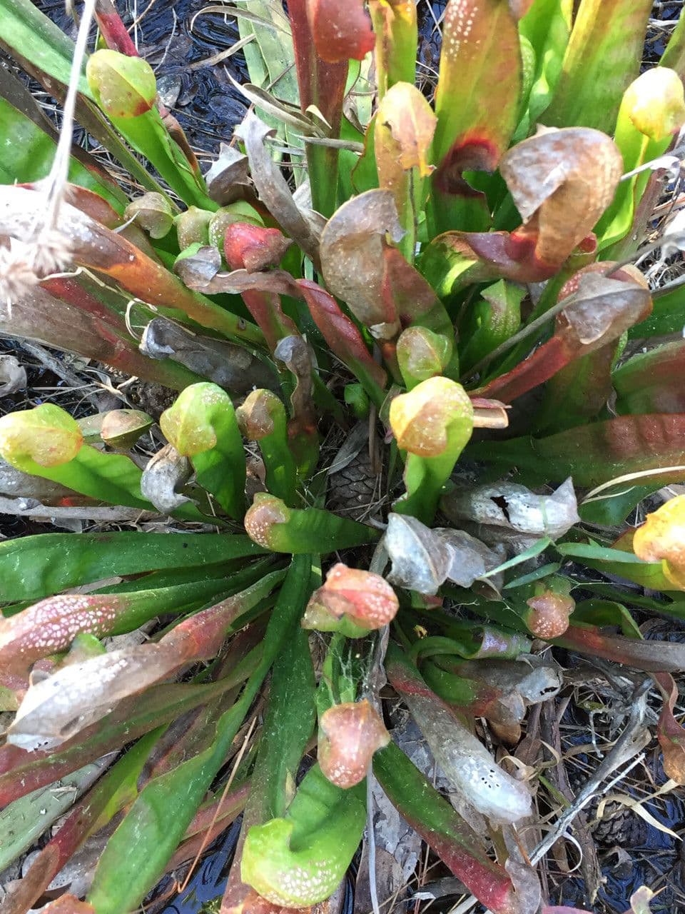 Sarracenia minore 10