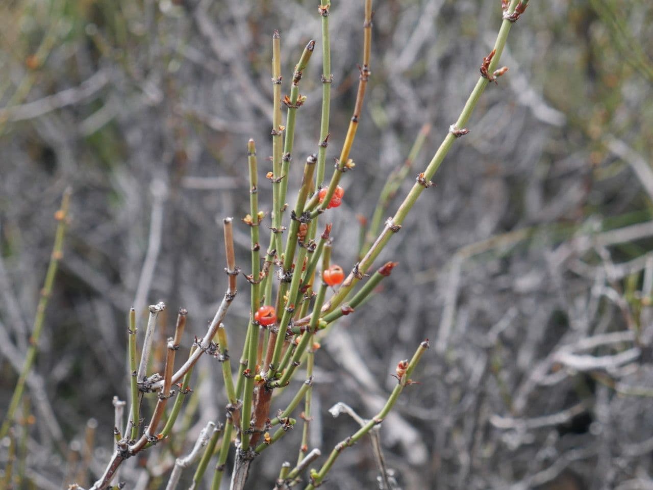 Efedra 5