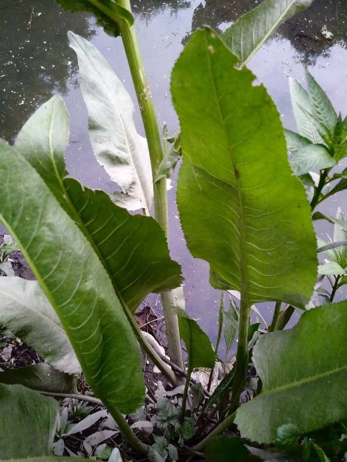 Senecio 13