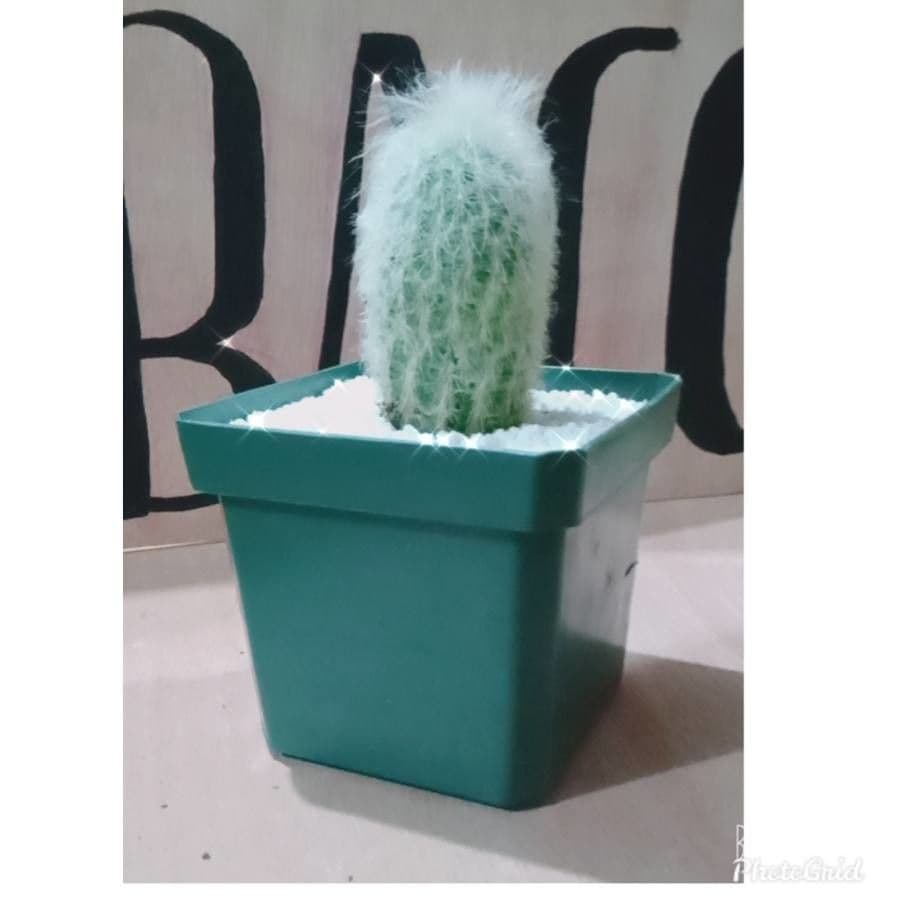 Espostoa 3