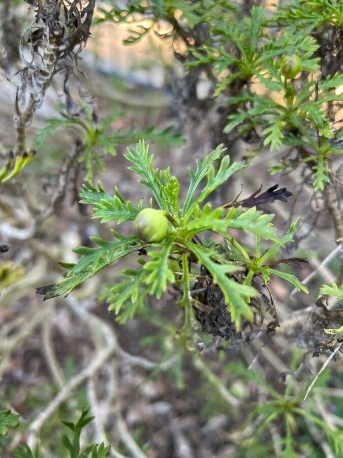 Euryops 2