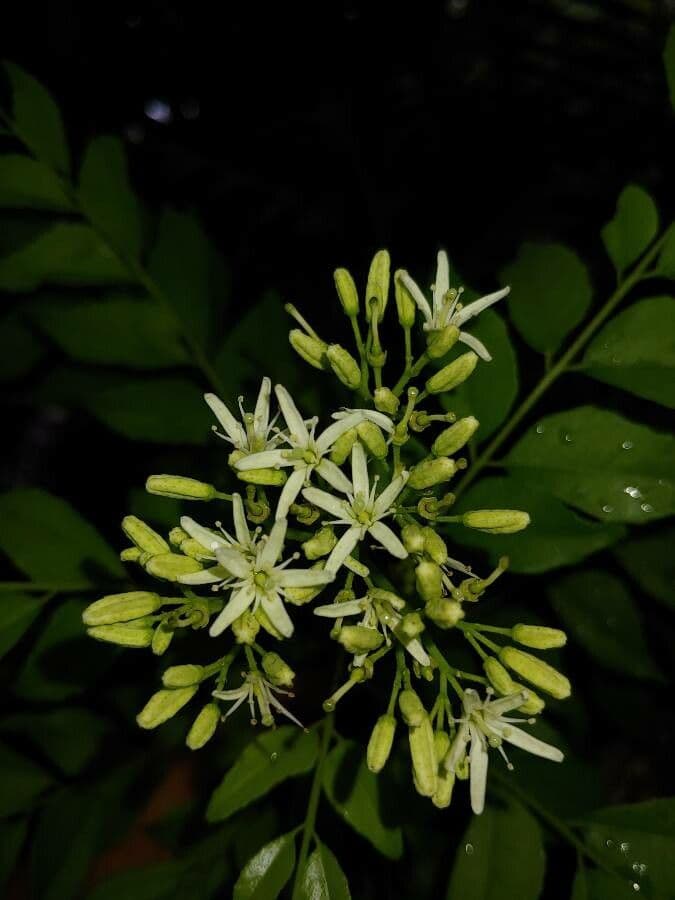 Murraya 6