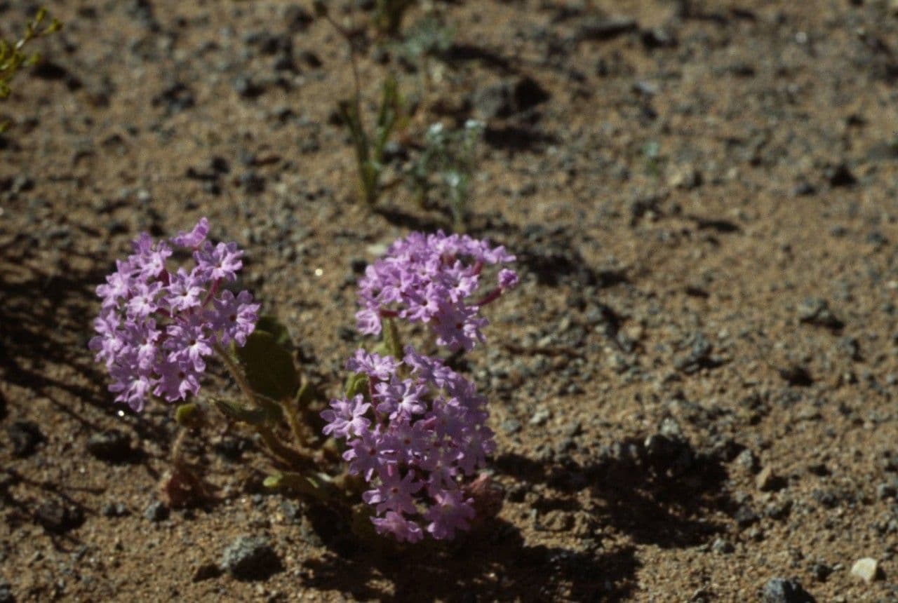 Mojave-Sand-Verbene 7