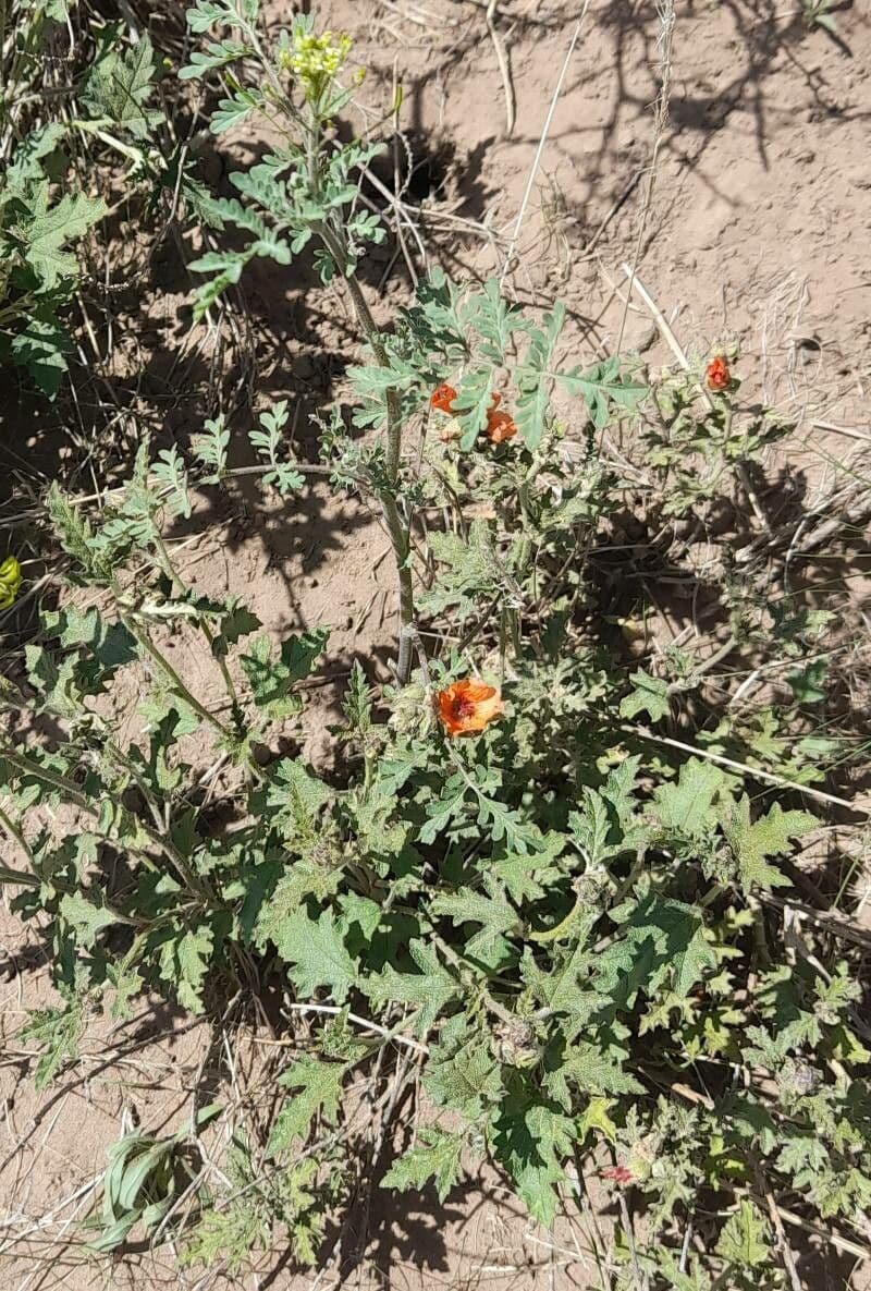 Sphaeralcea australe 7