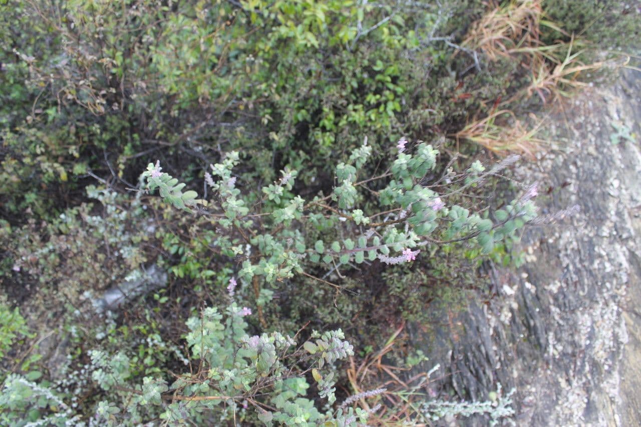 Aloysia 7