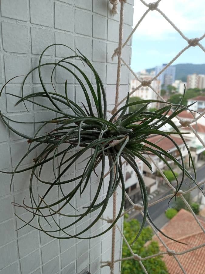 Tillandsia 3