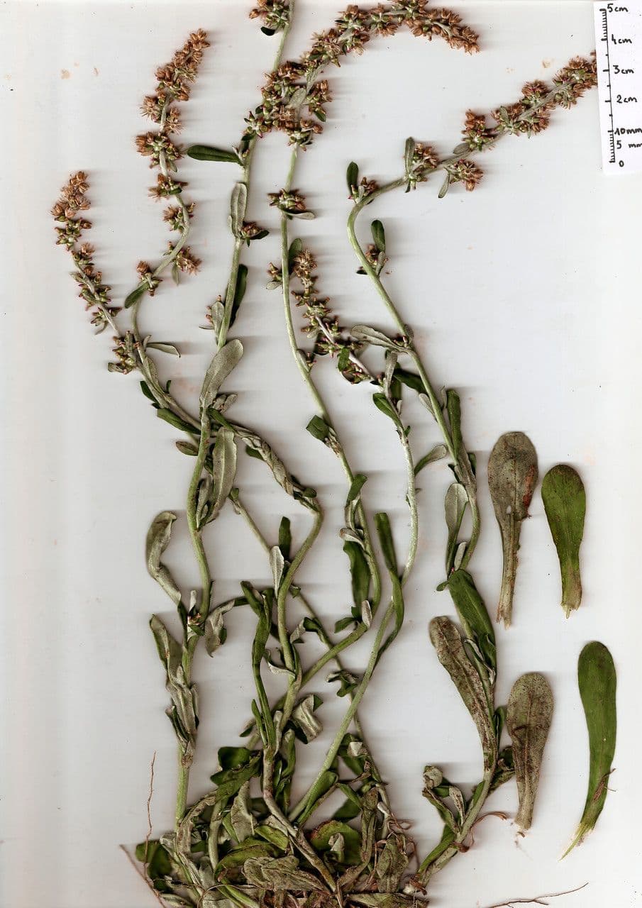 Gnaphalium americano 14