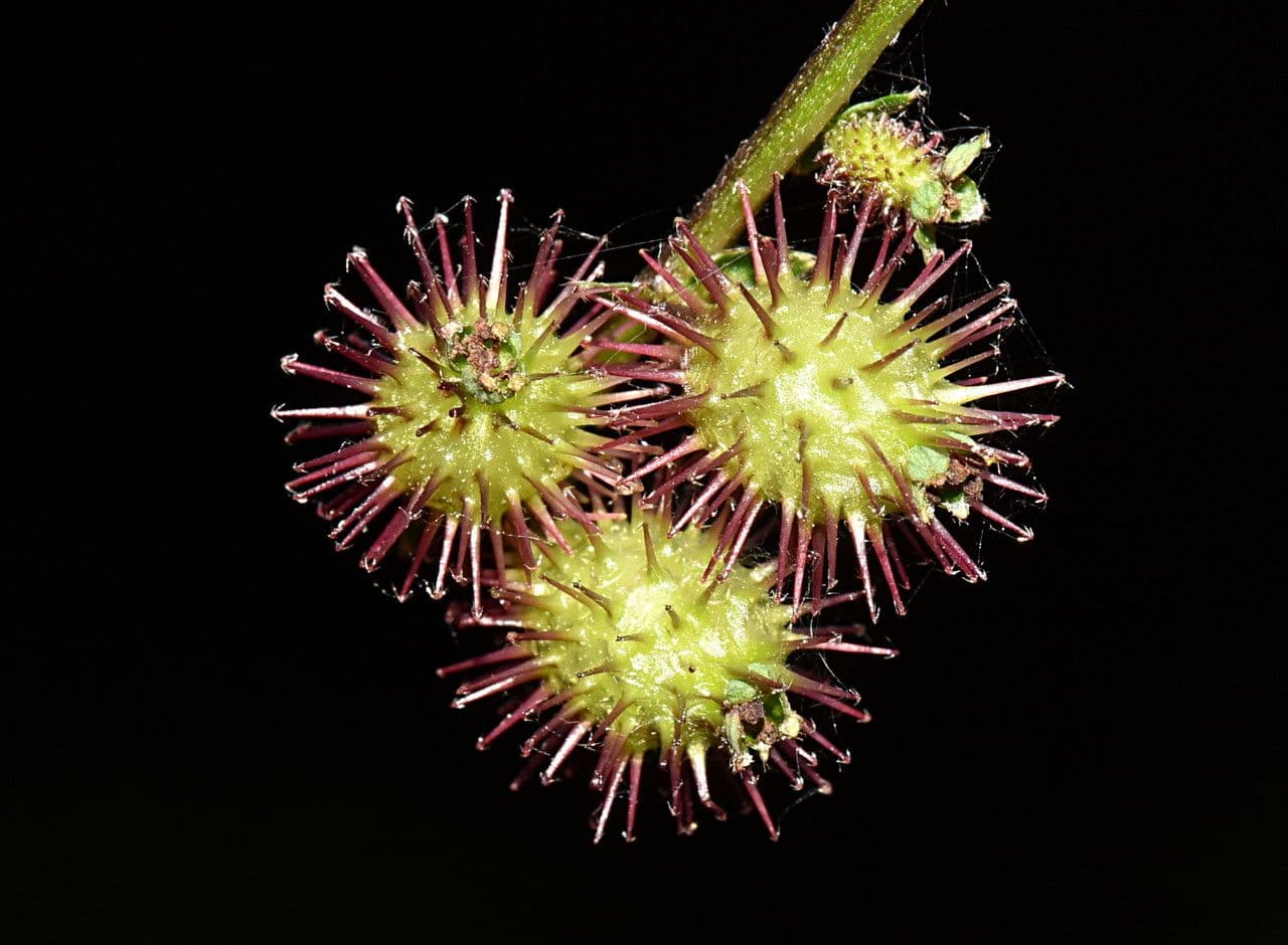 Acaena 2
