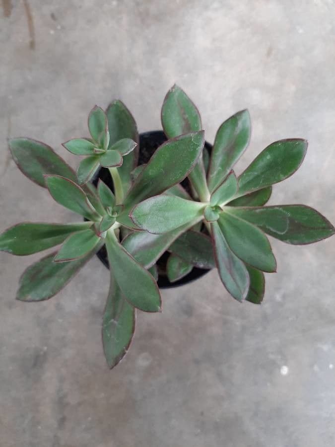 Echeveria 6