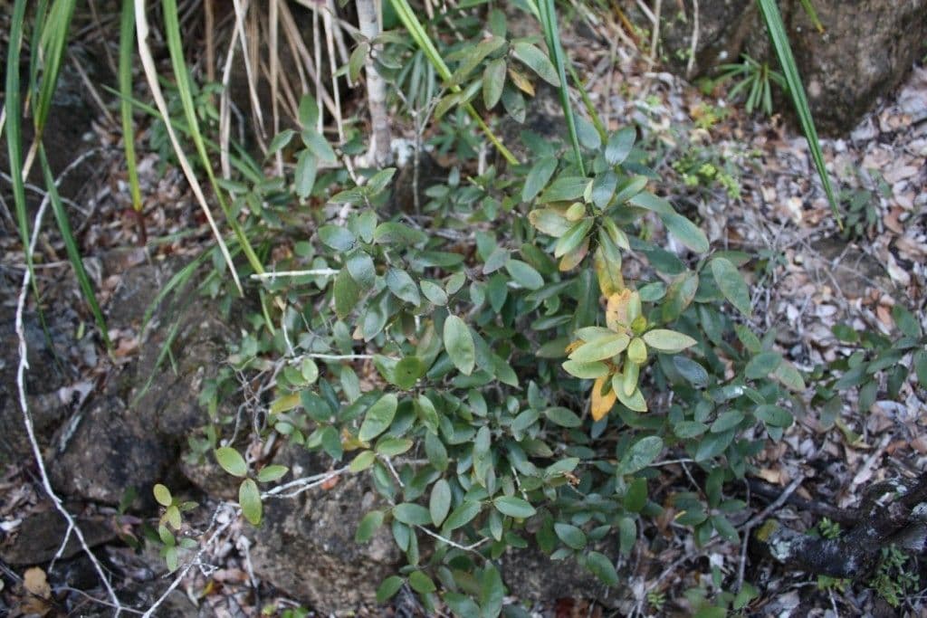 Graptophyllum 6