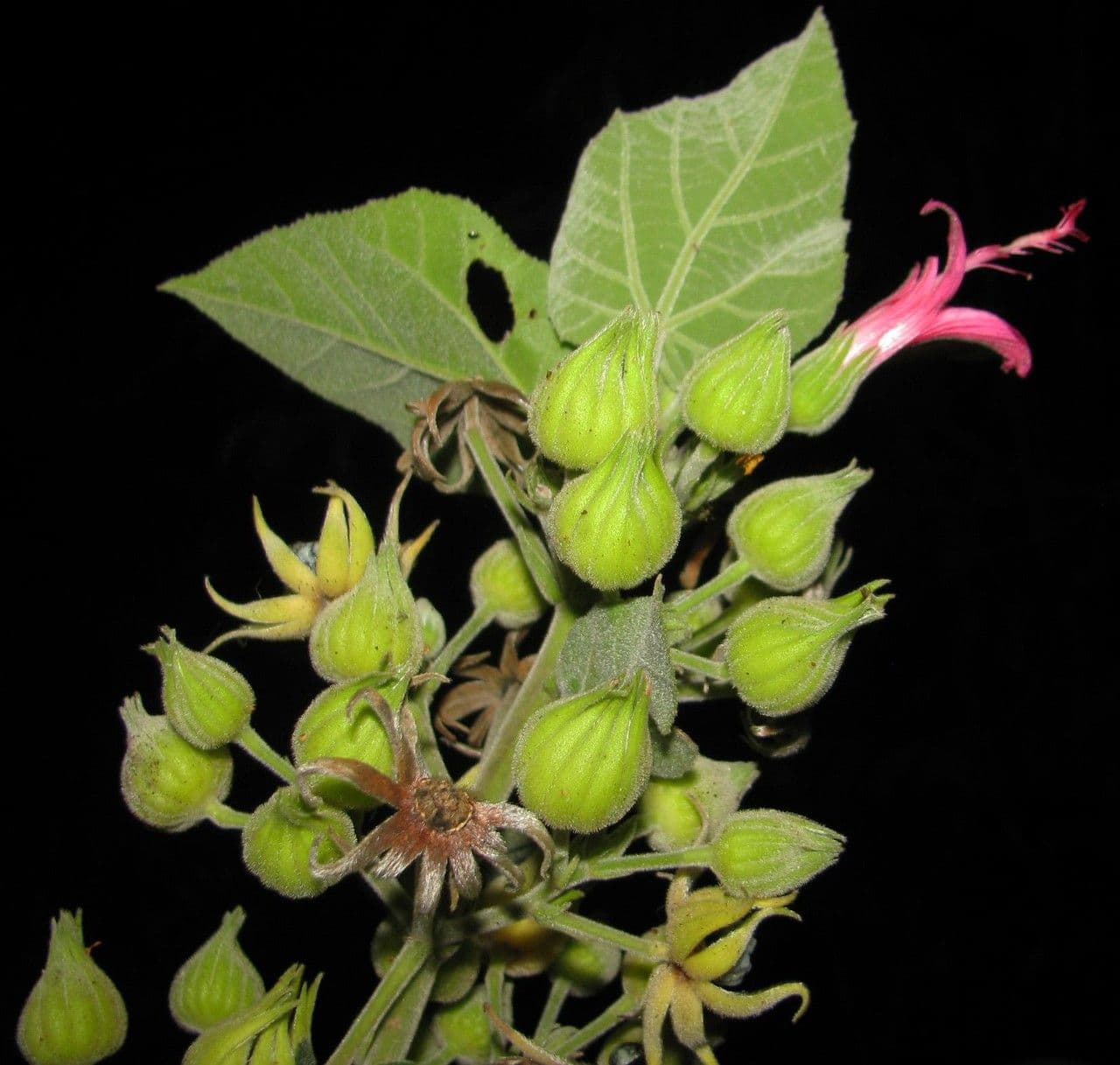 Pavonia 5