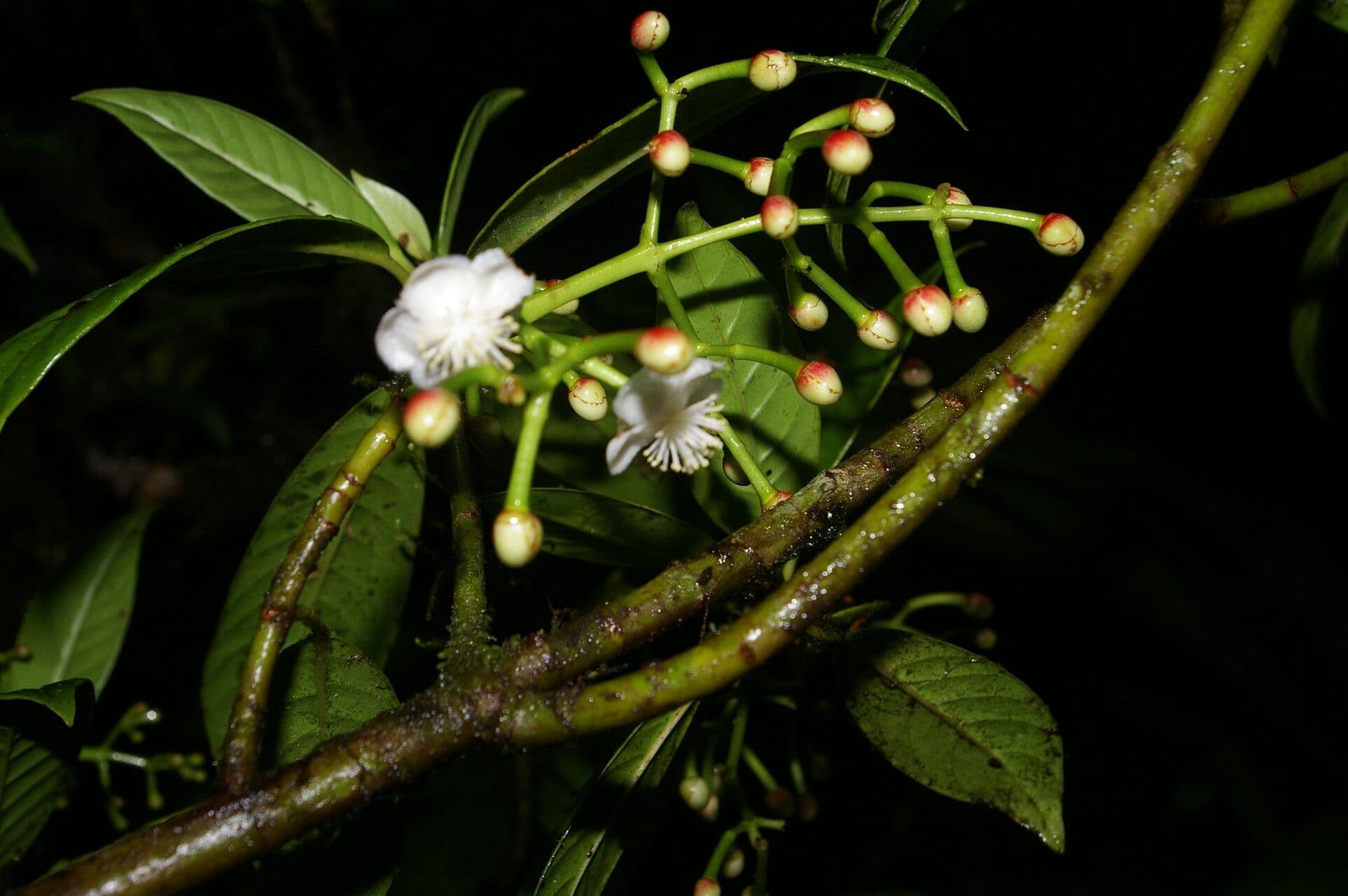 Chrysochlamys