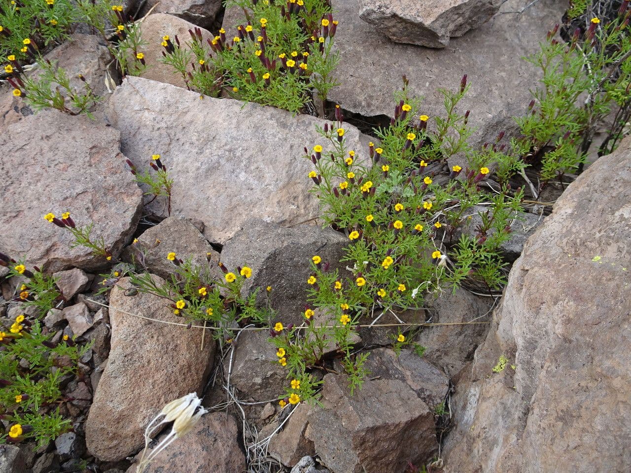 Cempasúchil multiflora 9