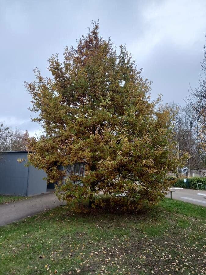 Quercia comune 15