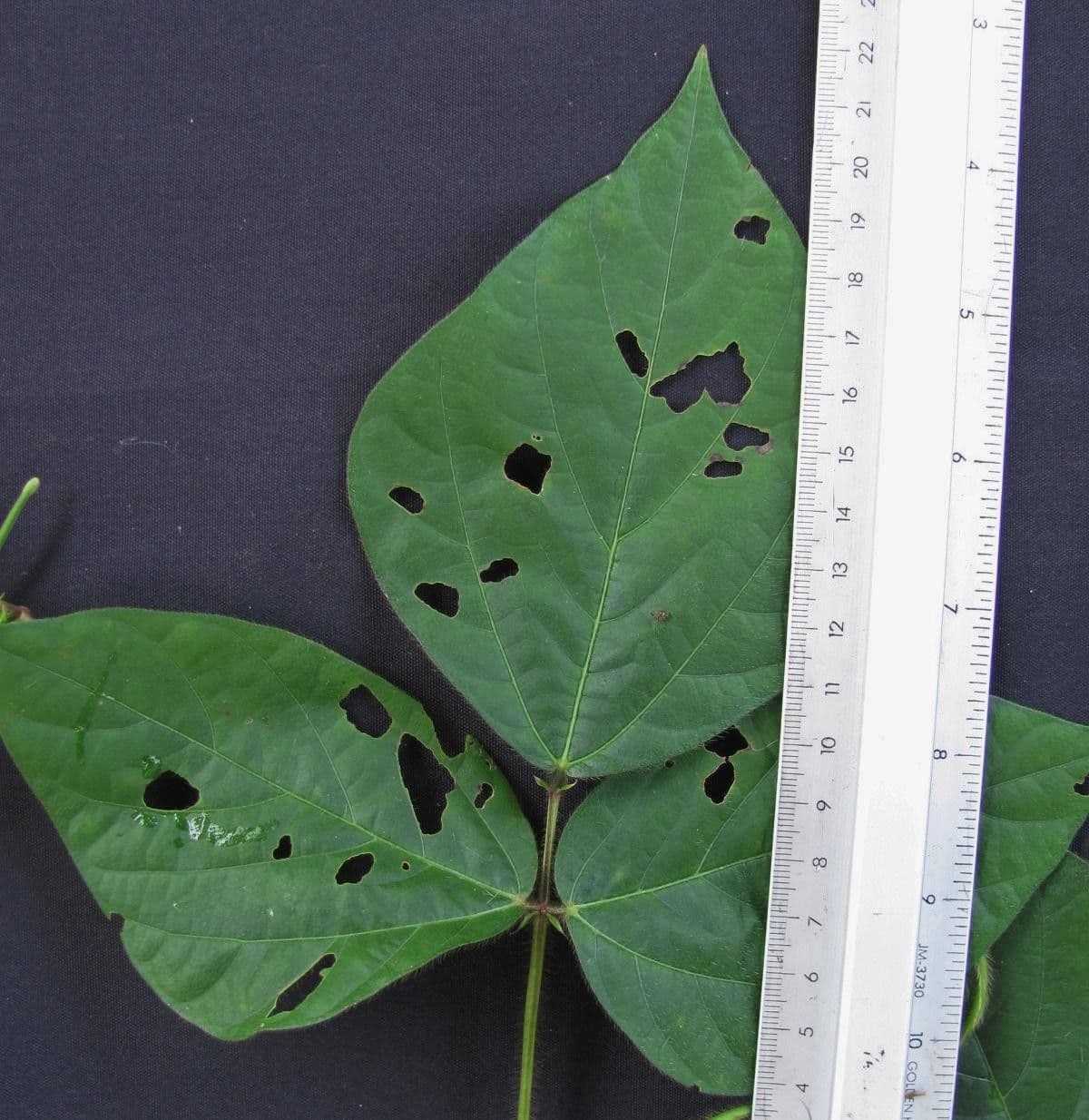 Vigna luteola 21