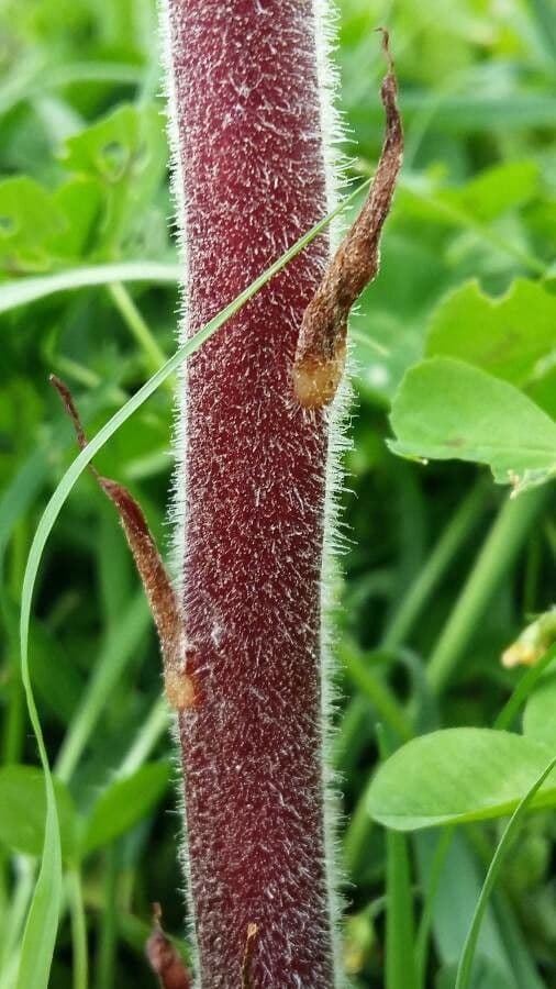 Orobanche amethystea 23