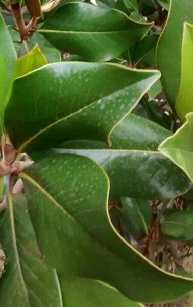 Magnolia grandiflora 20