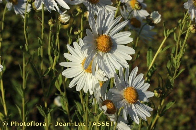 Späte Wucherblume 21