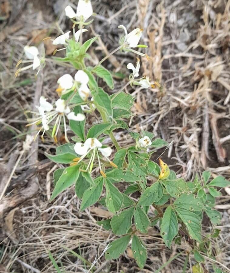 Fiore ragno spinoso 9