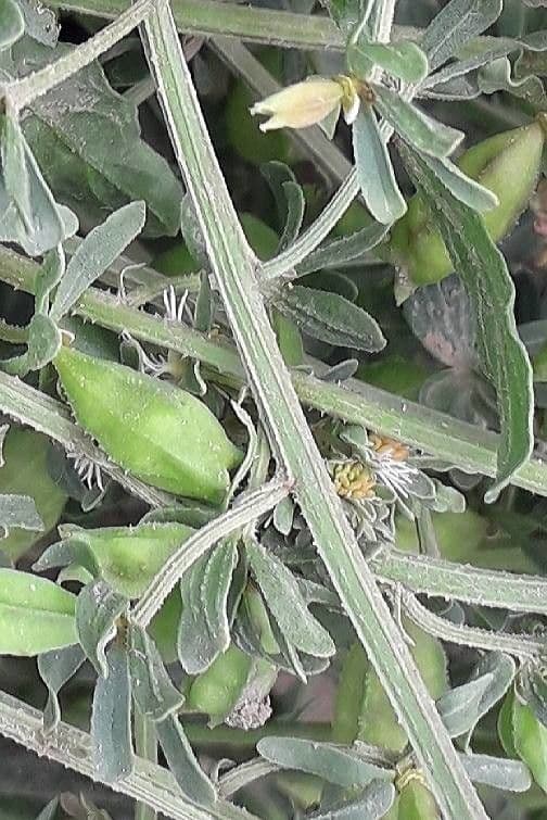 Reseda comune 2