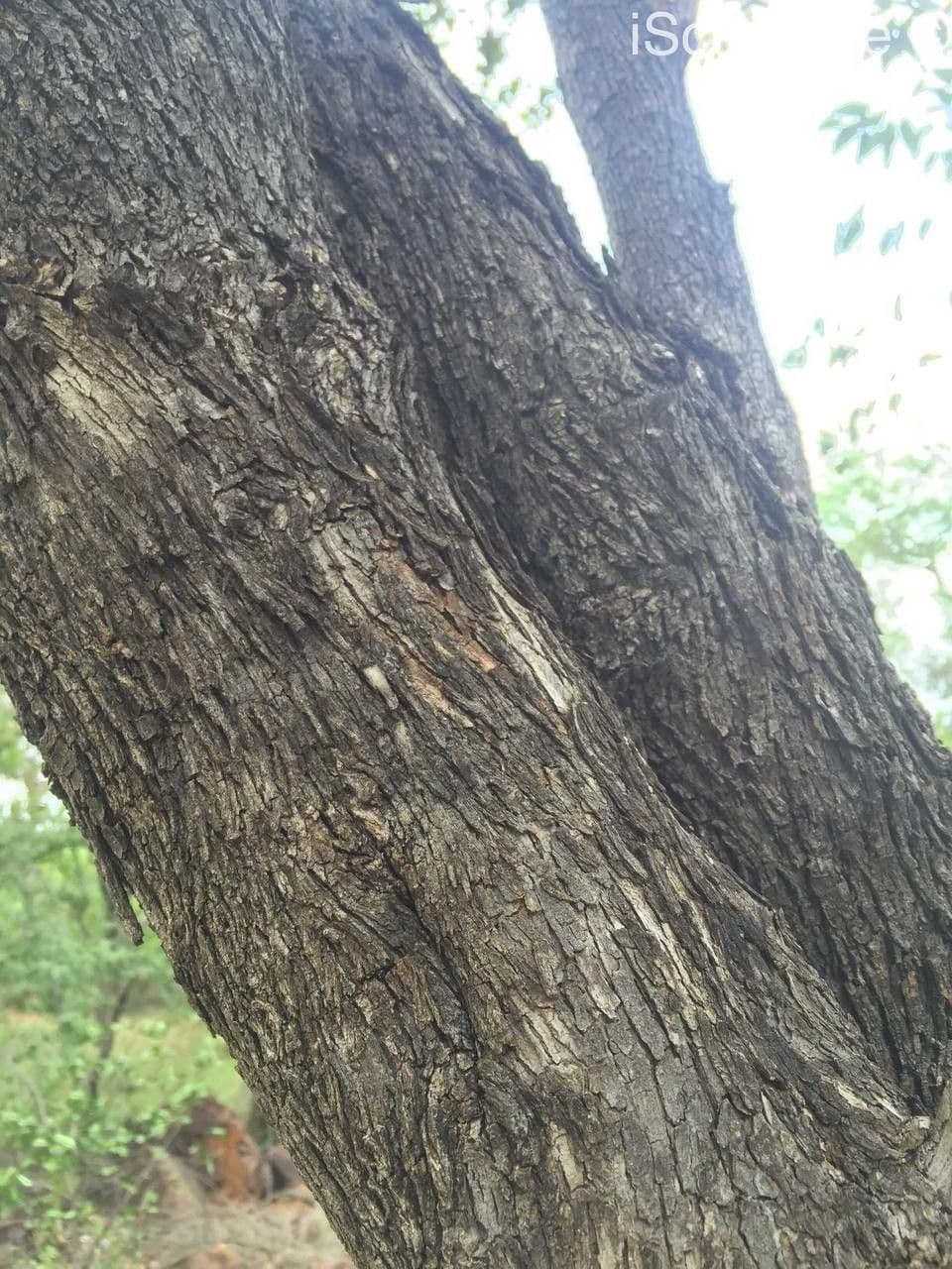 Combretum hereroense 19
