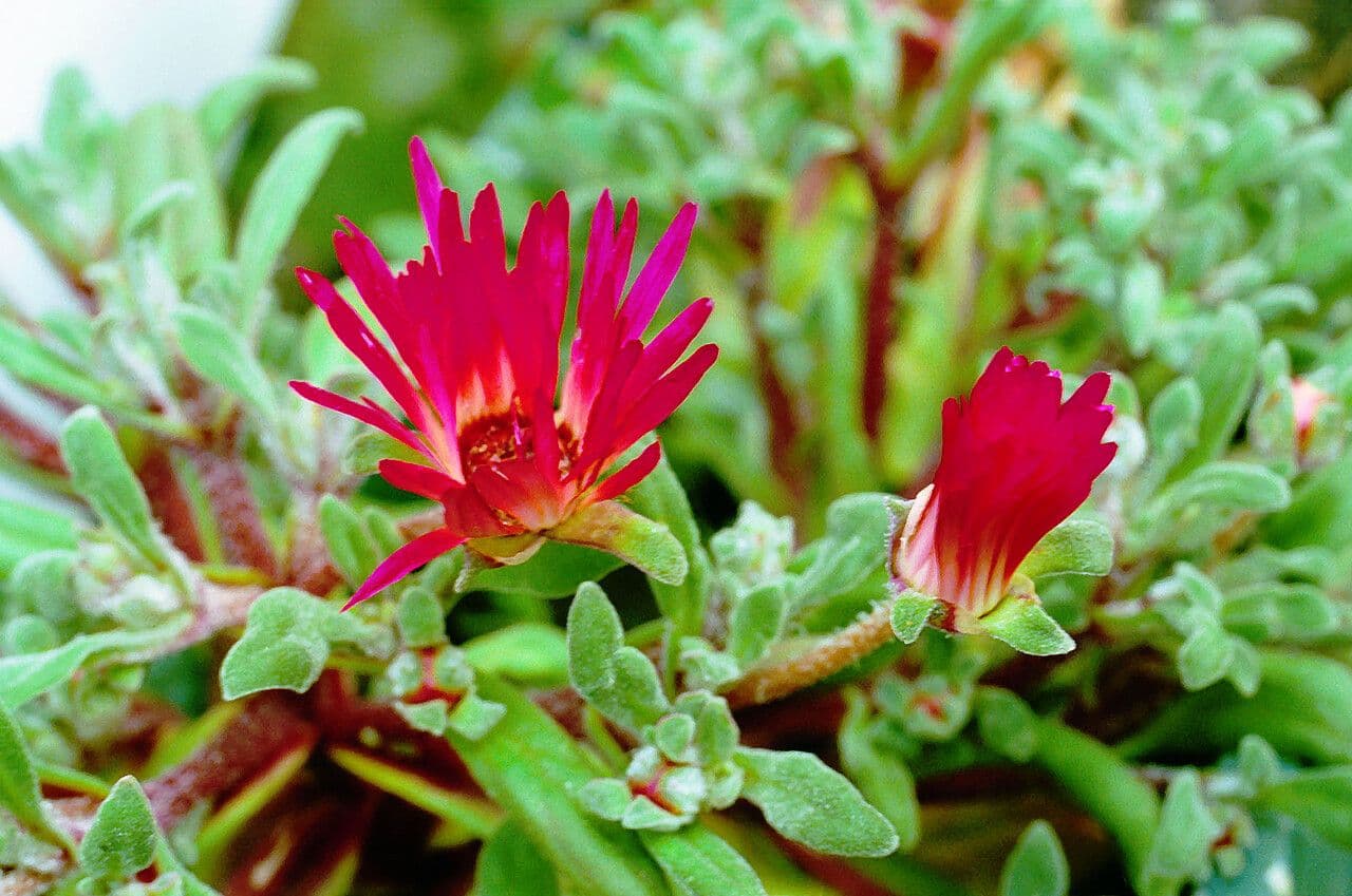 Fleur de rosée 3