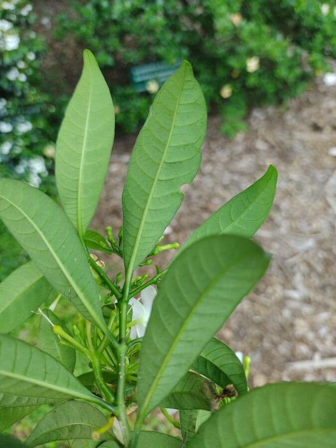 Tabernaemontana 9